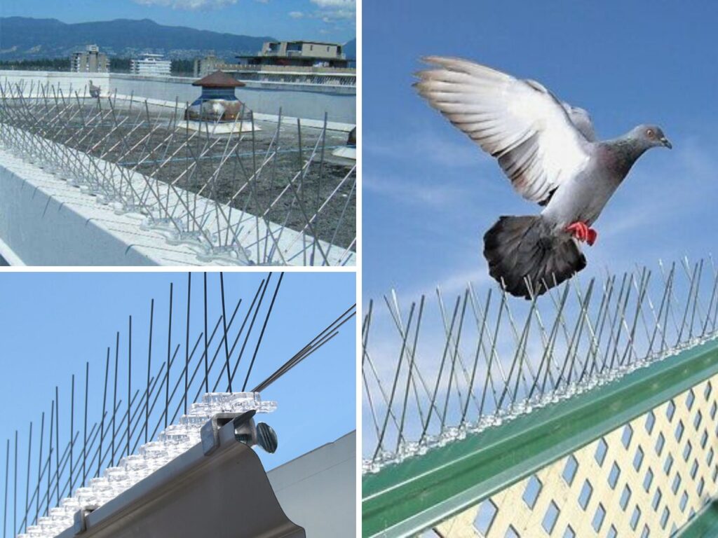 Pigeon spikes in Pune and PCMC